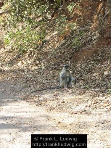 Langur, Sanjay Gandhi National Park, Borivali National Park, Maharashtra, Bombay, Mumbai, India